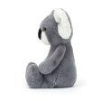 Bashful Koala For Sale