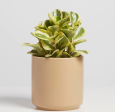 Polly Planter Online Sale