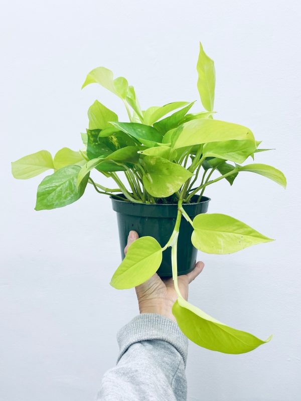 Neon Pothos - Indoor Plant Cheap