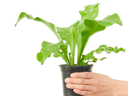 Birds Nest Fern- Indoor Plant For Sale