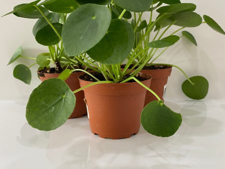 Pilea Peperomia  - Indoor Plant For Sale