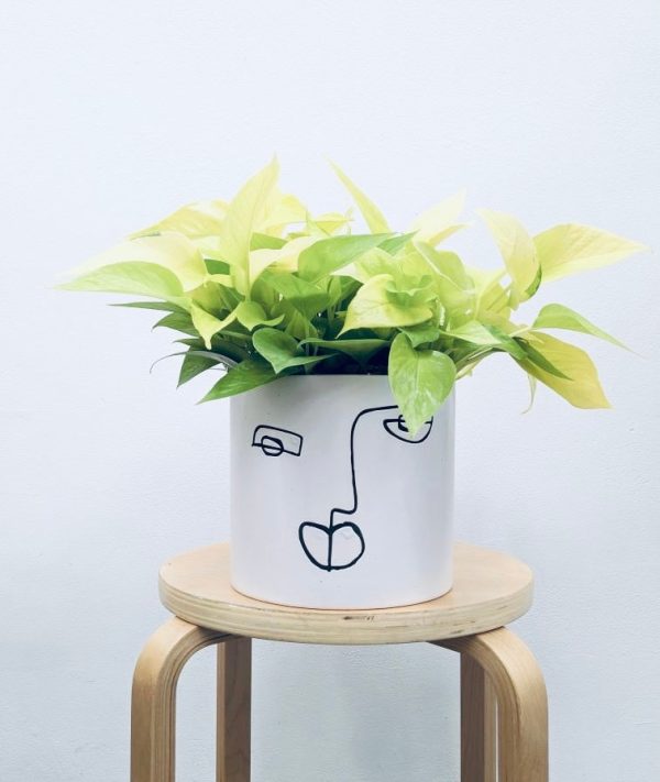 Neon Pothos - Indoor Plant Cheap