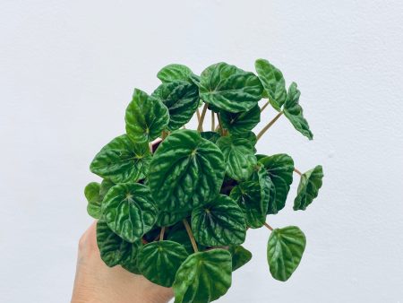 Peperomia Green Ripple Sale