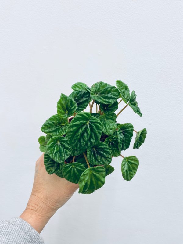 Peperomia Green Ripple Sale