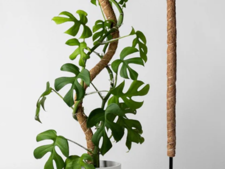 Bendable Coco Coir   Moss Pole for Plant Supports Online Hot Sale