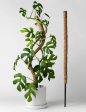 Bendable Coco Coir   Moss Pole for Plant Supports Online Hot Sale