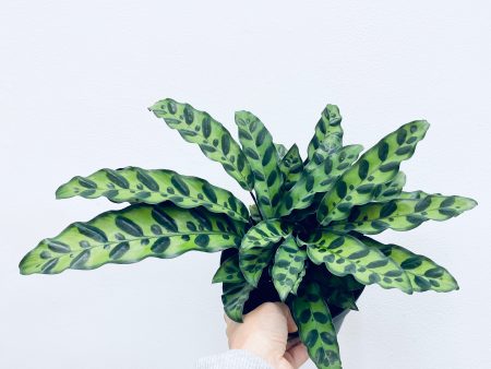 Calathea Lancifolia   Rattlesnake - Indoor Plant Supply