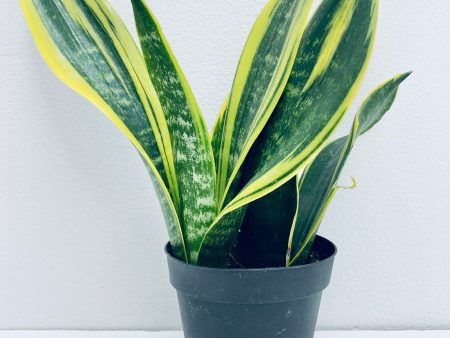 Sansevieria Gold Flame   Snake Plant - Indoor Plant Online