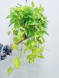 Neon Pothos - Indoor Plant Cheap