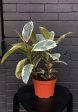 Ficus Tineke  - Indoor Plant Discount