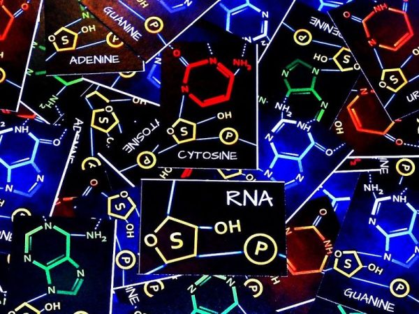 Peptide: A Protein Building Game Online