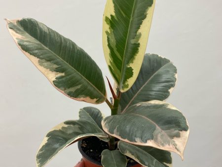 Ficus Tineke  - Indoor Plant Discount