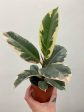 Ficus Tineke  - Indoor Plant Discount